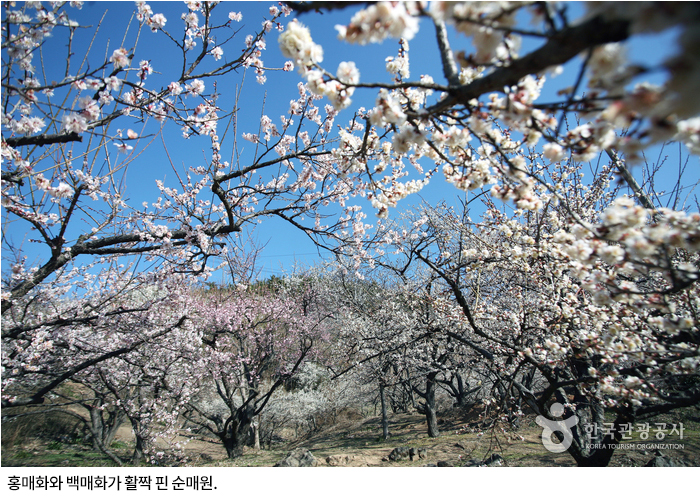 홍매화와 백매화가 활짝 핀 순매원