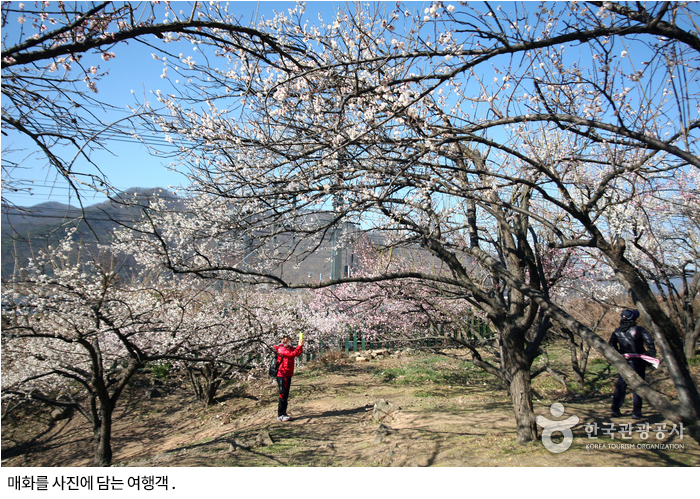 매화를 사진에 담는 여행객