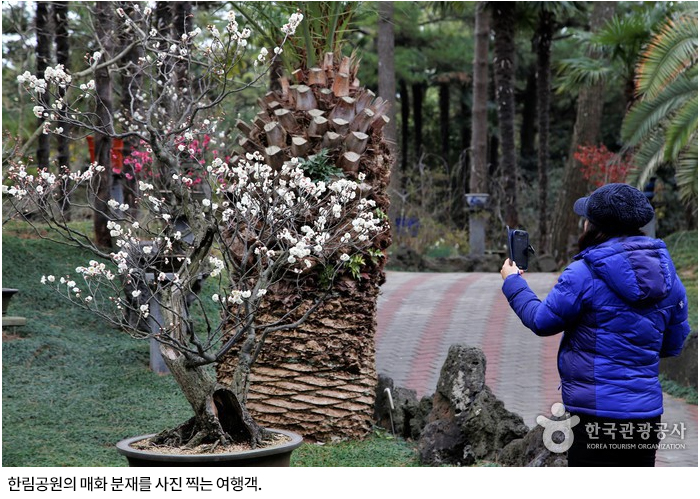 한림공원의 매화 분재를 사진 찍는 여행객