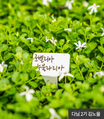 다님2기 김노울