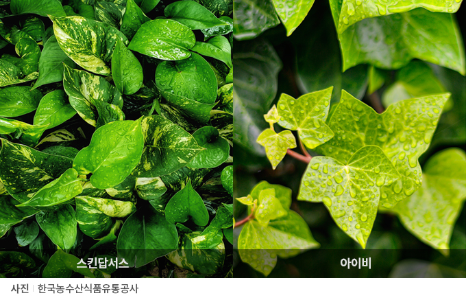 식물보다 이미지