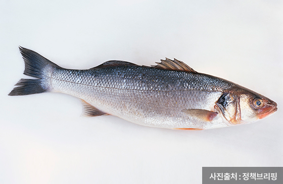 농어