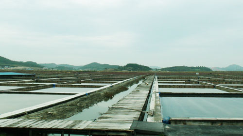 망망대해처럼 펼쳐지는 대한민국 최대의 태평염전