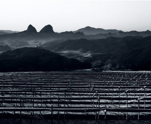 전국 인삼의 7.9%가 진안에서 생산된다. 진안군 전체 5387농가의 32%인 1716농가에서 인삼과 약초, 산양삼을, 산양삼을 재배한다.