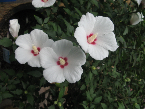 백단심 무궁화의 자태가 아름답다. 홍단심은 젊은이들이, 백단심은 나이 든 사람들이 선호하는 품종이다.