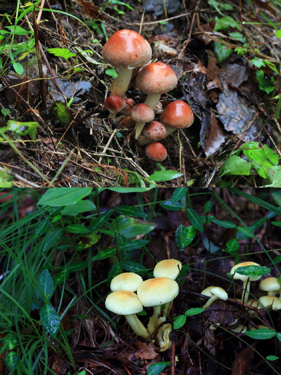 식용버섯인 ‘개암버섯’(위)과 독버섯인 ‘노란개암버섯’(아래). 노란개암버섯은 버섯 전체가 더 밝은 노란색을 띤다. 
그러나 야외에서는 색깔의 정확한 구별이 쉽지 않기 때문에 주의해야 한다.