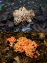 식용버섯인 ‘싸리버섯’(위)과 독버섯인 ‘붉은싸리버섯’(아래). 붉은싸리버섯은 버섯 전체에 붉은 색을 띈다. 그러나 야외에서는 색깔의 정확한 구별이 쉽지 않기 때문에 주의해야 한다.