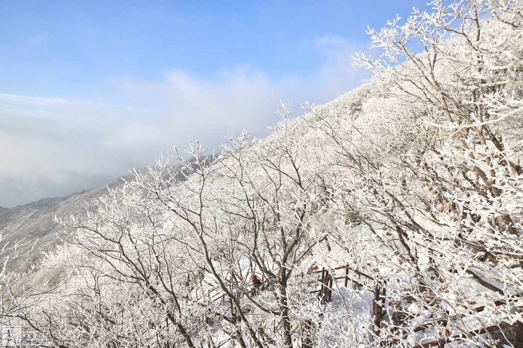 충북 단양과 경북 풍기 사이에 위치한 소백산 비로봉은 겨울 설산 트레킹의 성지로 꼽히고 있다. 산 중턱에서 본 눈꽃 핀 소백산의 모습. 