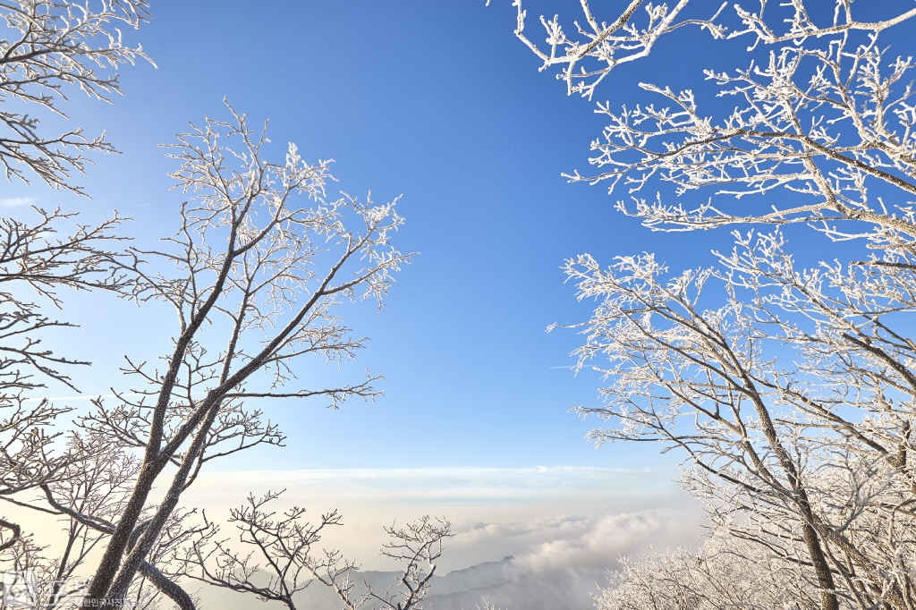 충북 단양과 경북 풍기 사이에 위치한 소백산 비로봉은 겨울 설산 트레킹의 성지로 꼽히고 있다. 등산로를 오르면 나무마다 핀 눈꽃을 보면서 걸을 수 있다. 