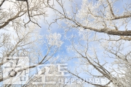 충북 단양과 경북 풍기 사이에 위치한 소백산 비로봉은 겨울 설산 트레킹의 성지로 꼽히고 있다. 겨울나무에 핀 눈꽃과 푸른 하늘의 조화가 청명하고 아름답다. 