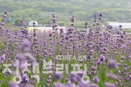 6월 8일 광양시 사라실 라벤더 시험재배단지 풍경 (사진=광양시청)