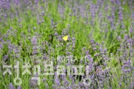 6월 8일 광양시 사라실 라벤더 시험재배단지 풍경 (사진=광양시청)