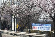 29일 휴일 오후 서울 여의도 국회 뒤편에 4월 2일부터 여의도 벚꽃 길 보행로를 전면 통제한다는 현수막이 걸려 있다. 이날 여의도를 찾은 시민들이 봄 햇살을 받으며 벚꽃 길을 걷고 있다.