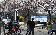 29일 휴일 오후 서울 여의도 국회 뒤편에 4월 2일부터 여의도 벚꽃 길 보행로를 전면 통제한다는 현수막이 걸려 있다. 이날 여의도를 찾은 시민들이 봄 햇살을 받으며 벚꽃 길을 걷고 있다.
