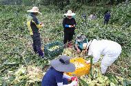 농촌진흥청 국립축산과학원 직원들이 10일 진안군 부귀면을 찾아 집중호우로 피해를 입은 옥수수밭에서 수확을 돕고 있다.