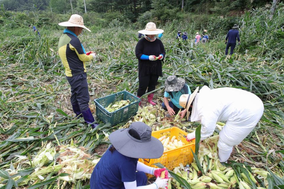 농촌진흥청 국립축산과학원 직원들이 10일 진안군 부귀면을 찾아 집중호우로 피해를 입은 옥수수밭에서 수확을 돕고 있다.