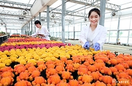 <p>농촌진흥청의 유리온실에서 재배되고 있는 접목 선인장. <br>
 <br>
 국산 품종 국내 보급률 100%, 세계시장 점유율 70%인 접목선인장은 다양하면서도 또렷한 색상이 아름다워 해외에서 믿고 찾는 대표 수출 품목이다. 코로나19 상황에서도 빠르게 수출이 재개되며 8월 말 기준, 지난해 수출액의 90% 수준을 회복했다.&nbsp;<br></p>