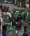 19일 새벽 서울 송파구 가락농수산물종합도매시장에서 각 지역에서 올라 온 배추들이 도착하자마자 경매를 기다리며 정리되고 있다. 