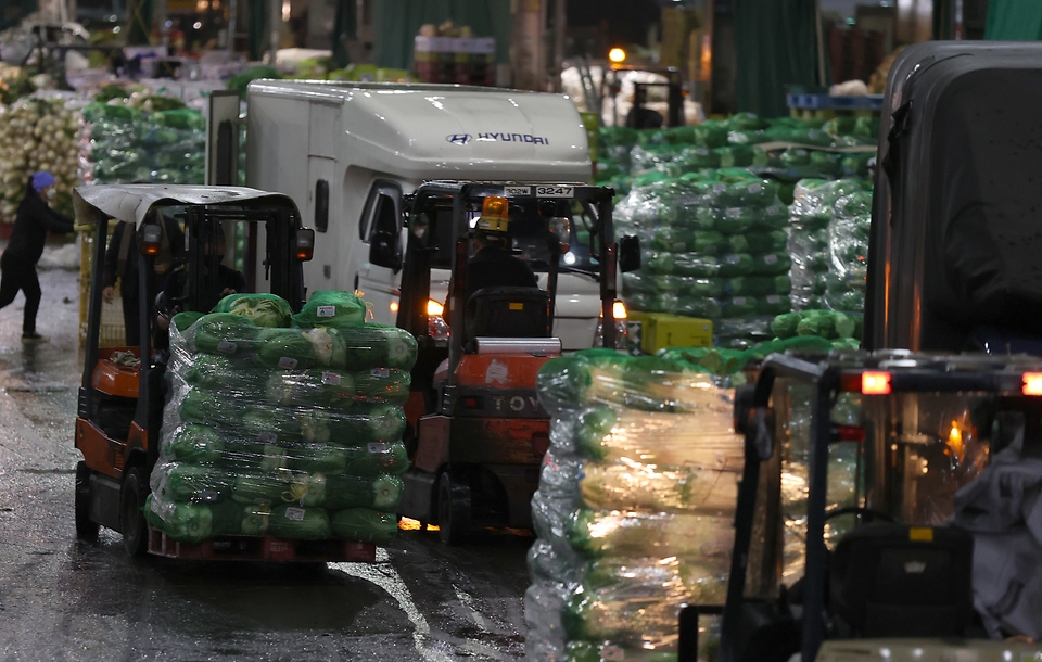 19일 새벽 서울 송파구 가락농수산물종합도매시장에서 각 지역에서 올라 온 배추들이 도착하자마자 경매를 기다리며 정리되고 있다. 