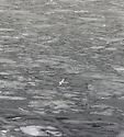 14일 낮 기온이 영상으로 오르면서 서울 서강대교 인근 한강 주변에 얼음이 녹으면서 커다란 얼음 조각들이 떠다니고 있다.