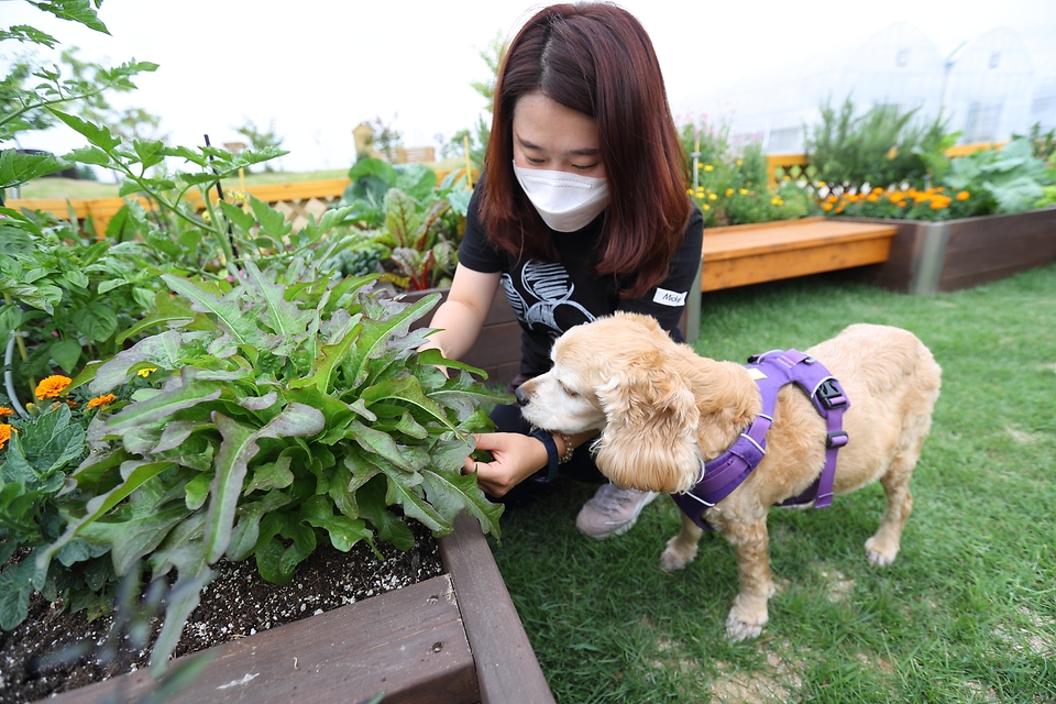 10일 전북 완주군 이서면 농촌진흥청 국립원예특작과학원 도시농업공원 모델 조성지에서 연구원이 개와 함께 ‘반려동물 동반 텃밭’을 산책하고 있다. 이 텃밭은 반려동물의 산책과 후각 활동을 돕는 허브, 화훼류, 반려동물 간식으로 이용할 수 있는 채소류를 심어 조성했다.