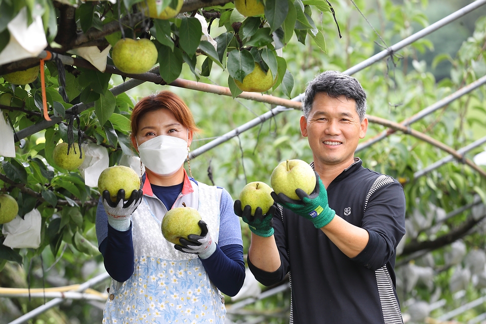 6일 전북 익산시 낭산면의 과수원에서 농부들이 농촌진흥청 국립원예특작과학원이 개발한 신품종 배 ‘슈퍼골드’를 수확하고 있다.