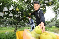 6일 전북 익산시 낭산면의 과수원에서 농부들이 농촌진흥청 국립원예특작과학원이 개발한 신품종 배 ‘슈퍼골드’를 수확하고 있다.