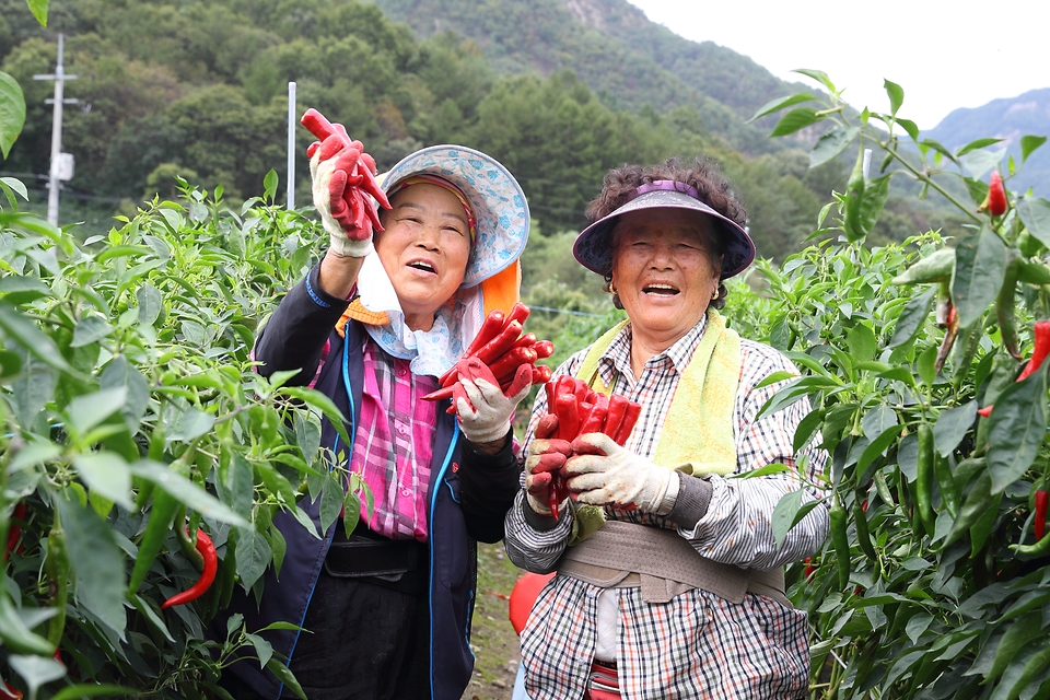 14일 충남 금산군 군북면 고추 밭에서 농부들이 농촌진흥청 국립원예특작과학원이 개발한 ‘수확량 향상 기술’로 키운 고추를 수확하고 있다.
이 기술은 줄기를 기존 1줄기가 아닌 4줄기로 재배하는 육묘법으로, 수량을 20% 이상 늘릴 수 있다.