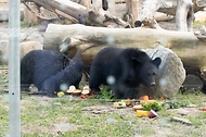 불법증식으로 압수된 사육곰 2마리를 보호하고 있는 충북 청주시 청주동물원에서 곰들이 과일을 먹고 있다.