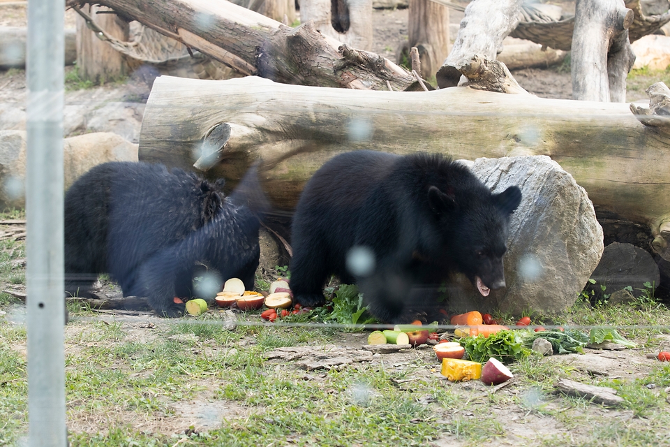 불법증식으로 압수된 사육곰 2마리를 보호하고 있는 충북 청주시 청주동물원에서 곰들이 과일을 먹고 있다.