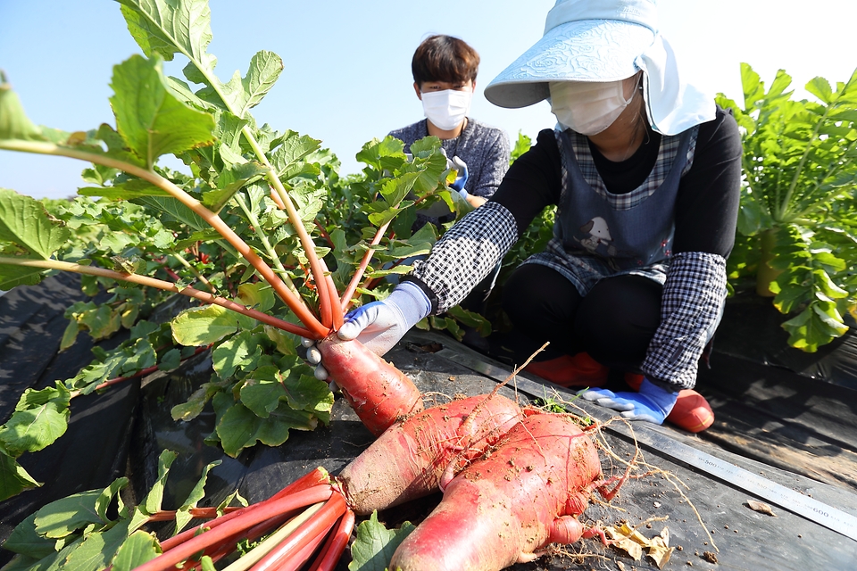 4일 전북 완주군 이서면 농촌진흥청 국립원예특작과학원 뿌리채소 재배지에서 연구원들이 새로 육성한 기능성 무의 생육 상황을 조사하고 있다.

사진 속 붉은색을 띠는 자색무는 안토시아닌 함량이 풍부하다.