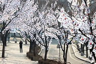 <p>삼일절을 며칠 앞둔 25일 서울 용산구 효창공원 앞길에 태극기 거리가 조성되어 있다. 태극기 거리는 다음달 6일까지 유지된다.</p>