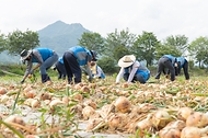 농촌진흥청 국립축산과학원 직원 30여명이 일손부족으로 어려움을 겪는 농가를 돕기 위해 13일 전북 완주군 고산면 양파 재배 농가를 방문해 양파를 수확하고 있다.