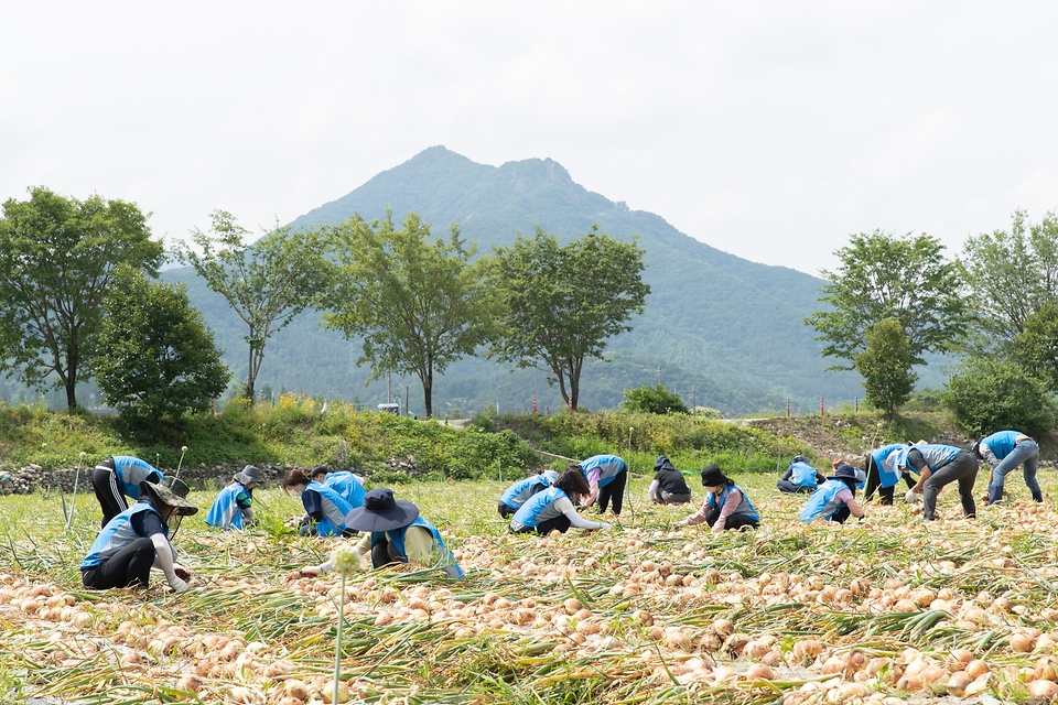 농촌진흥청 국립축산과학원 직원 30여명이 일손부족으로 어려움을 겪는 농가를 돕기 위해 13일 전북 완주군 고산면 양파 재배 농가를 방문해 양파를 수확하고 있다.