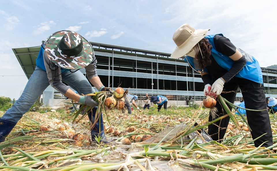 박범영 국립축산과학원장과 직원 30여명이 13일 전북 완주군 고산면 양파 재배 농가를 찾아 양파 수확을 하며 구슬땀을 흘리고 있다.