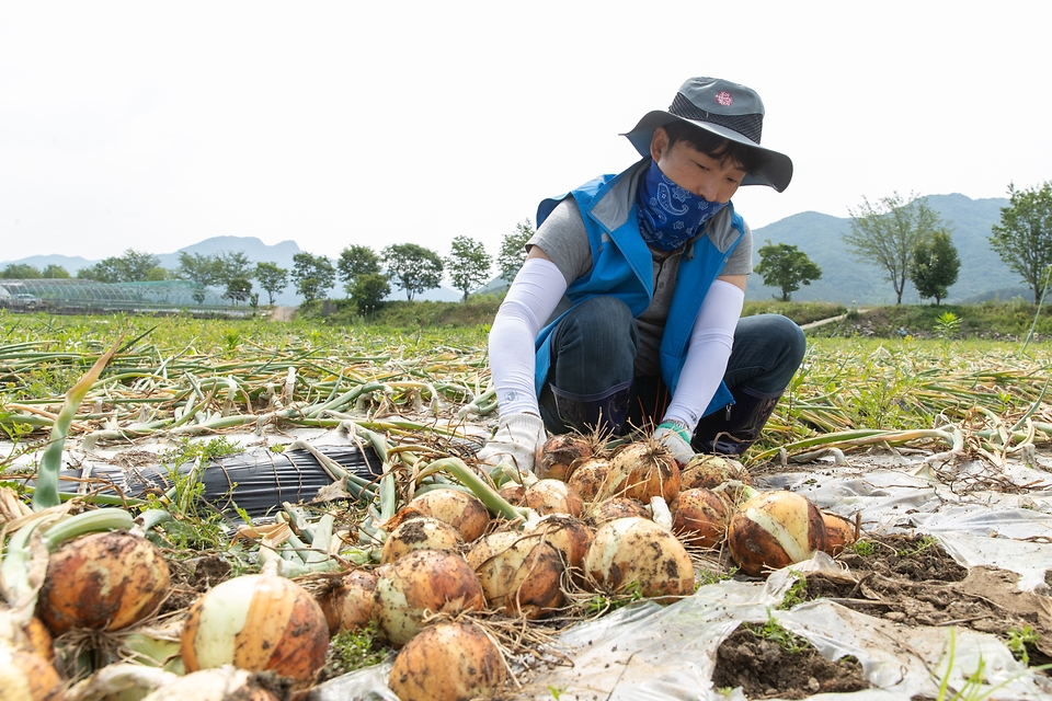 농촌진흥청 국립축산과학원 직원이 13일 전북 완주군 고산면 양파 재배 농가에서 양파를 수확하고 있다.