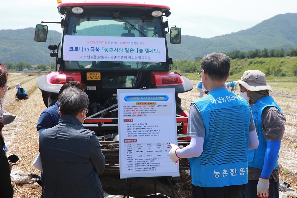 농촌진흥청 국립축산과학원 직원 30여 명이 일손부족으로 어려움을 겪는 농가를 돕기 위해 16일 양파 주산지 중 하나인 경남 함양의 양파 농가를 찾아 양파 수확을 돕고 있다.