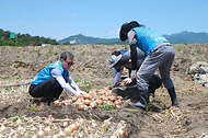 김상남 국립농업과학원 원장과 직원 30여 명이 16일 양파 주산지 중 하나인 경남 함양의 양파 농가를 찾아 양파 수확을 하며 구슬땀을 흘리고 있다.