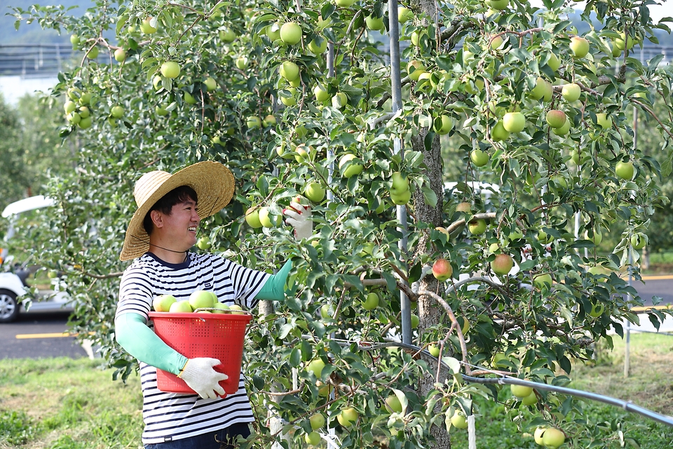 21일 경북 군위군 농촌진흥청 국립원예특작과학원 사과연구소에서 연구원이 여름사과 ‘썸머킹’ 품종을 수확하고 있다. 새콤달콤하고 과즙이 풍부한 ‘썸머킹’은 ‘쓰가루(아오리)’ 품종을 대체하기 위해 만든 국산 품종으로, 이달 중순부터 대형마트를 통해 판매 중이다.