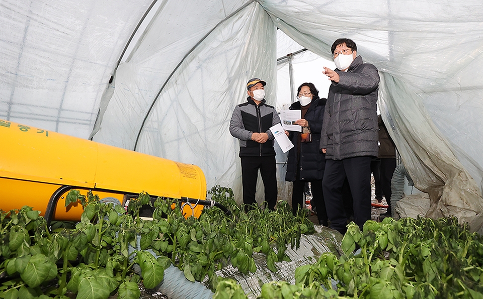 조재호 농촌진흥청장이 26일 전북 부안군 시설감자 재배 농가를 방문, 한파 피해 상황을 점검하고 있다.