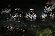 해군 1함대 3특전대대 장병들이 15일 강원 양양군 일대에서 ’23년 자유의 방패(FS) 연습의 일환으로 해상침투훈련을 하고 있다. (출처=국방부 페이스북)