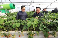 정황근 농림축산식품부 장관이 20일 충남 논산시의 수출용 딸기 생산 농가에서 딸기 작황을 살피고 있다.