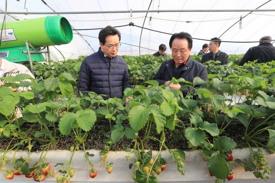 정황근 농림축산식품부 장관이 20일 충남 논산시의 수출용 딸기 생산 농가에서 딸기 작황을 살피고 있다.