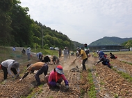 8일 전북 완주군 양파 재배지에서 농촌진흥청 직원들이 농촌인력 부족과 인건비 상승 등으로 어려움을 겪는 농가를 찾아 수확, 망 포장, 운반 작업에 일손을 보태고 있다.