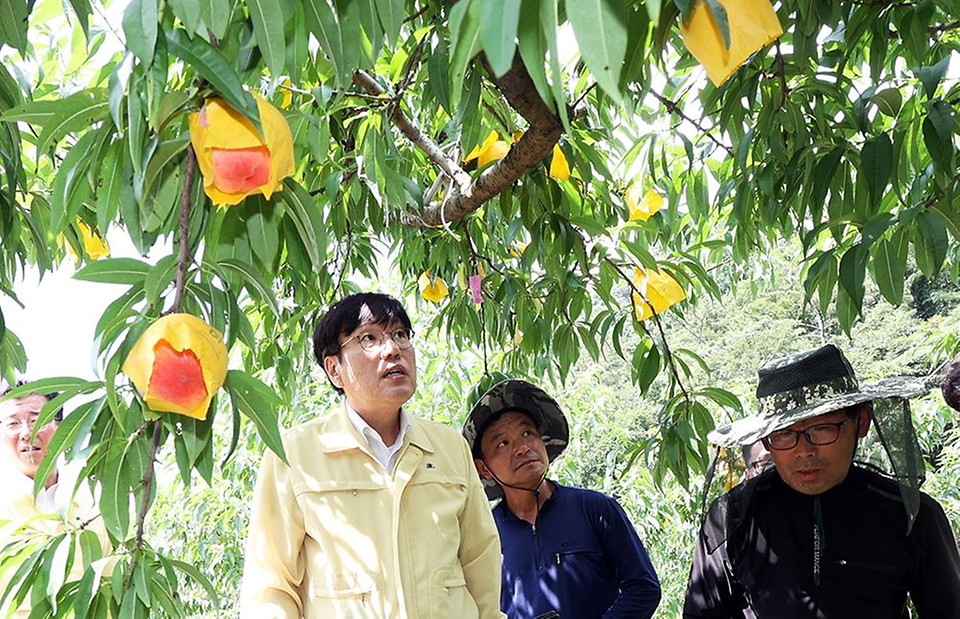 조재호 농촌진흥청장은 27일 집중호우로 피해를 입은 전남 화순군 화순읍 복숭아 재배 농가를 방문, 피해상황을 점검하고 있다.