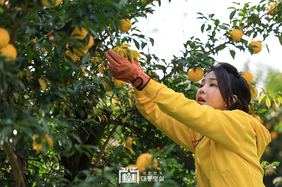 김건희 여사가 7일 전남 고흥군 유자체험농장에 방문해 유자를 따고 있다.