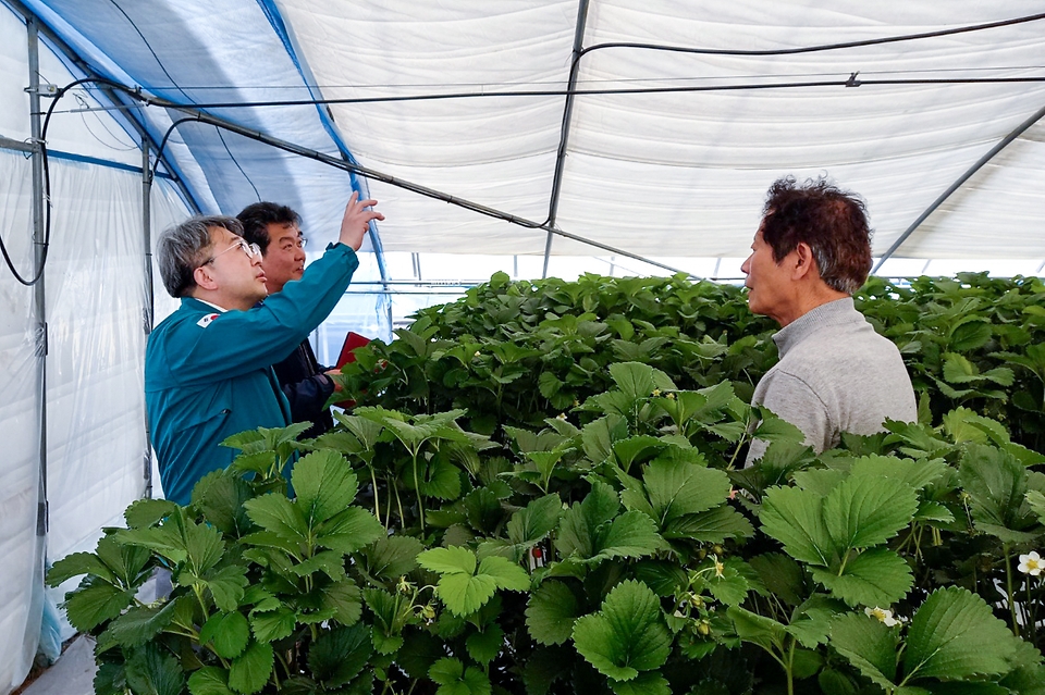 유희동 기상청장이 17일 충남 논산의 딸기 생산 농가를 방문해 시설을 살펴보고 있다.