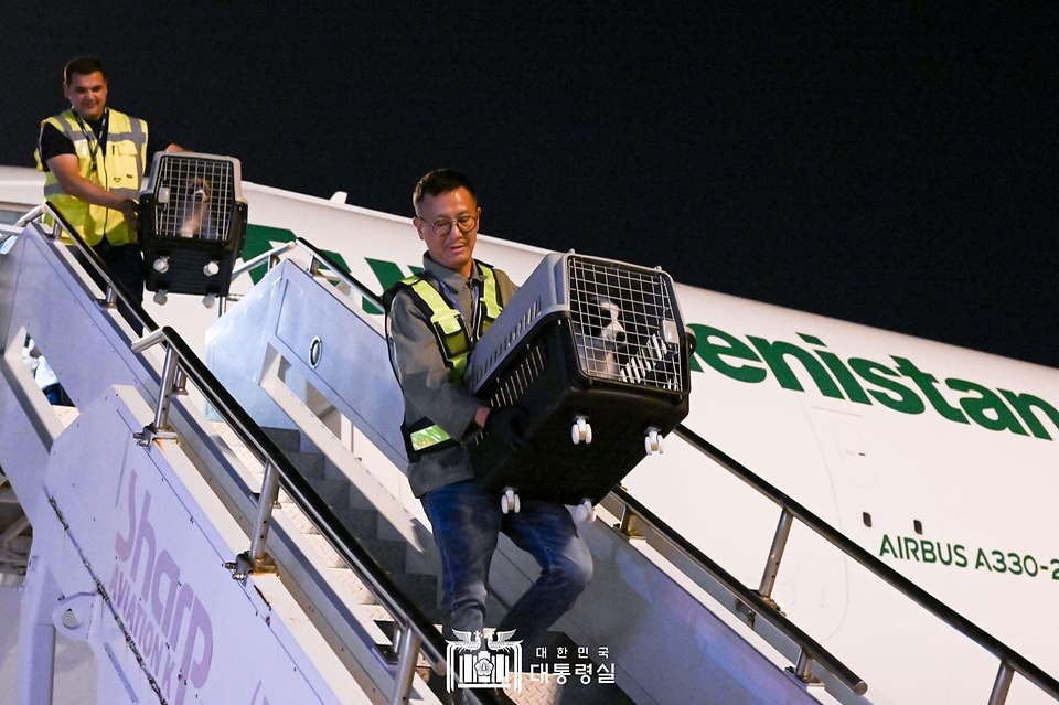 투르크메니스탄 국견(國犬) 알라바이가 18일 인천국제공항에 도착해 검역 절차를 위해 옮겨지고 있다. <br>구르반굴리 베르디무함메도프 투르크메니스탄 국가최고지도자 겸 인민이사회 의장은 11일 국빈 방문한 윤 대통령 부부에게 알라바이 2마리를 선물했다.