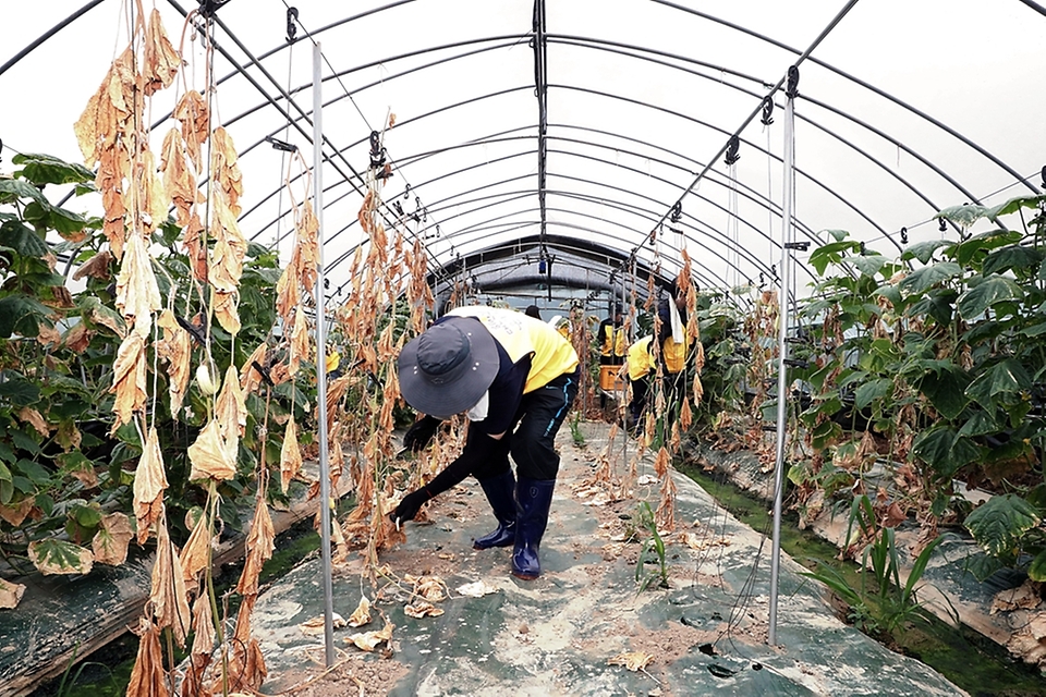 행정안전부 직원 및 경찰 직장협의회 직원들이 23일 충남 부여군의 한 오이 농가를 찾아 수해복구 봉사활동을 하고 있다.