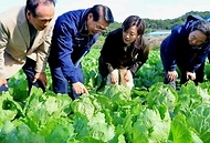 송미령 농림축산식품부 장관은 10월 20일(일) 김장철에 맞춰 11월 상순에 출하할 예정인 충청남도 홍성군 일원의 배추 밭을 찾아 생육 상황을 점검하였고, 휴일임에도 배추 생육관리에 애쓰고 계신 농업인과 현장 관계자들을 격려하였습니다.